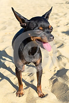 Black dog of the Russian Toy breed stands on sand