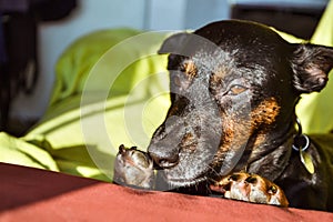 Black dog - sad rescue dog waiting for his owner