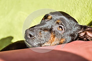 Black dog - sad rescue dog waiting for his owner