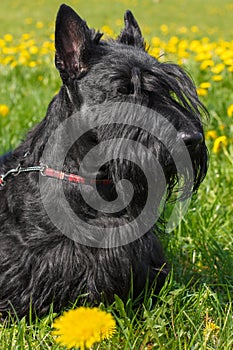 Black dog Scottish Terrier breed