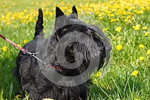 Black dog Scottish Terrier breed