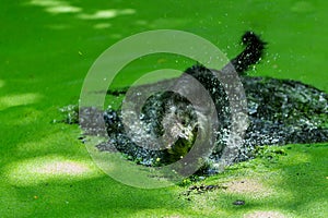 Black dog Shaking Water off its Body,playing in water, swim, splash,blur.
