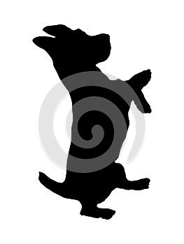 Black dog silhouette. Jack russell terrier puppy is standing on his hind legs. Pet animals. Isolated on a white background