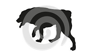 Black dog silhouette. Running central asian shepherd dog puppy. Pet animals. Isolated on a white background