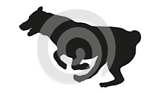 Black dog silhouette. Running and jumping central asian shepherd dog puppy. Alabai or aziat. Pet animals. Isolated on a