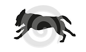 Black dog silhouette. Running labrador retriever puppy. Isolated on a white background