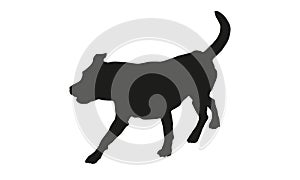 Black dog silhouette. Running labrador retriever puppy. Isolated on a white background
