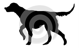 Black dog silhouette. Setter hunting dog, gundog illustration