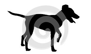 Black dog silhouette. Standing miniature pinscher puppy. Pet animals. Isolated on a white background.