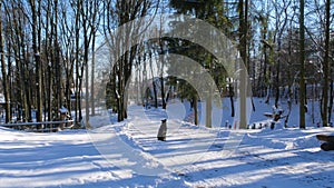 Black dog sits alone on a road in spruce forest in mountains covered with snow winter nature landscape. Ski resort active rest.