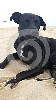 Black dog sitting on beach