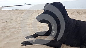 Black dog sitting on beach