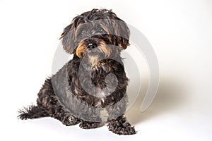 Black dog sitting isolated on white