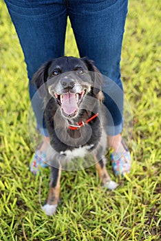 Black dog sitting between legs of the owner.