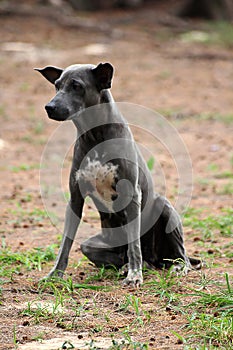 Black dog sitting looking at something.