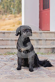 Black dog sitting and relaxing on the floor