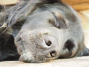 Black dog sleep on the floor. close up face