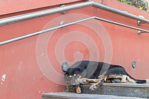 Black dog sleep on staircase