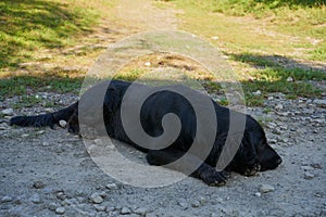 black dog sleeping in nature,a tired dog is sleeping on a rural dirt road