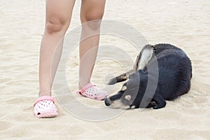 Black dog sleeping near people on beach