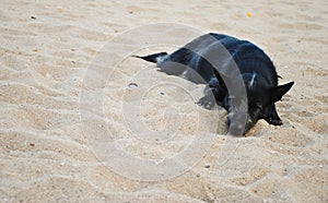 Black dog sleeping on sand beach