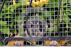 Dog smiling behind a fence photo