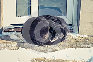 Black dog in the snow