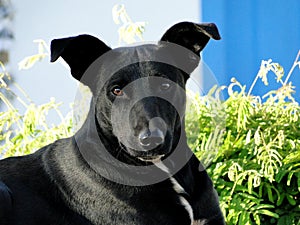 Black Dog photo
