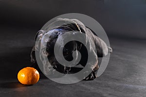 Black dog of staffordshire bull terrier breed, lying down on dark background on tangerine in front of it. Pretty faces of a purebr