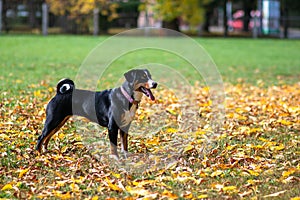 Black dog standing in a field of lush grass and dried yellow leaves. photo