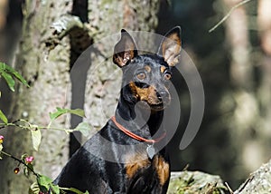 Black dog stands on a tree in the forest