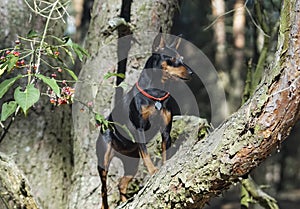 Black dog stands on a tree in the forest