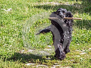 Black dog with stick