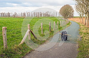 Black dog with stick on a narrow footpath in a rural area