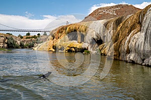 Black dog swims in Hot Springs State Park in Thermopolis Wyoming to retrieve a stick