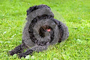 Black dog terrier on the grass