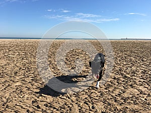 Black dog on textured beach