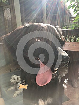 Black dog with the tongue out