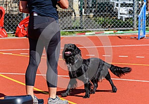 Black dog and trainer on agility course