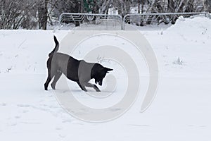 Black dog is trying to catch little mouse that hiding in deep snow