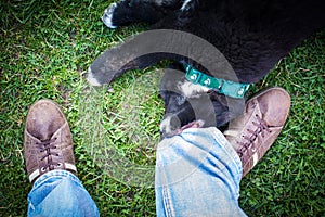 Black dog tugging menÃÂ´s jeans. photo