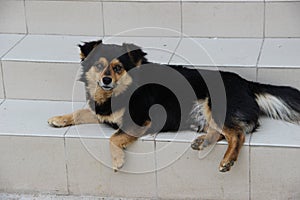 black dog watch of house having a tail friend