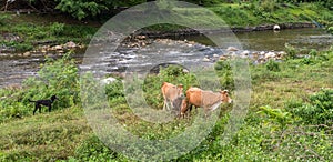 Black dog watching cow and calves by the side of the river in Kiriwong