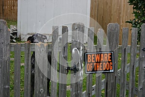 Black dog watching through the wooden fence with signage of  Beware of the Dog