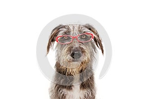 Black dog wearing red glasses with serious and attentive expression face. Back to school concept. Isolated on white background