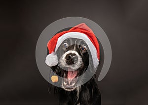 Black dog wearing a santa hat and catching a treat