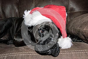 Black dog wearing a santa hat photo