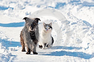 A black dog and a white cat are sitting together on a snowy street. The concept of friendship, love and family
