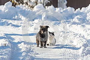 A black dog and a white cat are sitting together on a snowy street. The concept of friendship, love and family