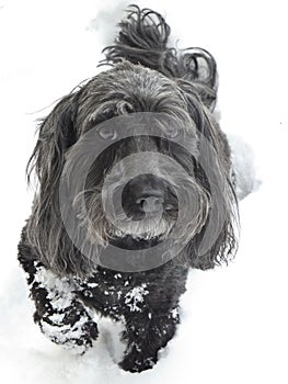 Black dog on white snow